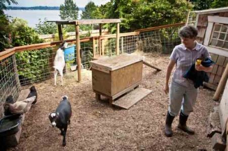 Raising Goats in Your Backyard: Is It Right for You? Image